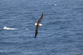 Indian Yellow-nosed Albatross