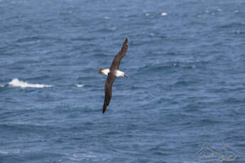 Albatros de l'océan indien