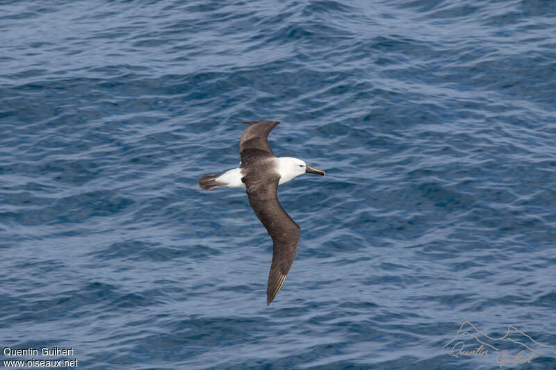 Albatros de l'océan indienadulte, pigmentation, Vol