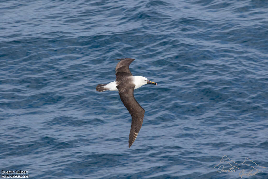 Albatros de l'océan indienadulte, pigmentation, Vol