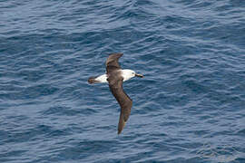 Albatros de l'océan indien