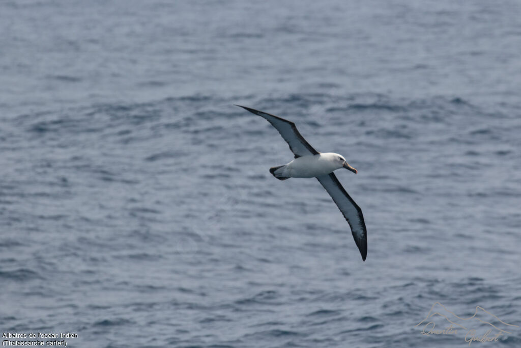 Indian Yellow-nosed Albatross