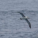 Albatros de l'océan indien