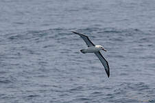 Albatros de l'océan indien