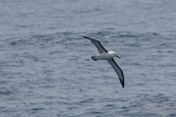 Albatros de l'océan indien