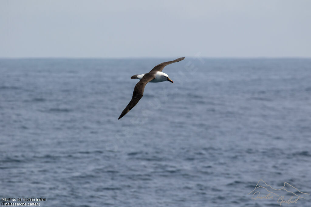 Albatros de l'océan indien