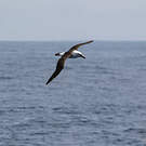 Albatros de l'océan indien