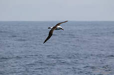 Albatros de l'océan indien