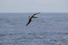 Indian Yellow-nosed Albatross