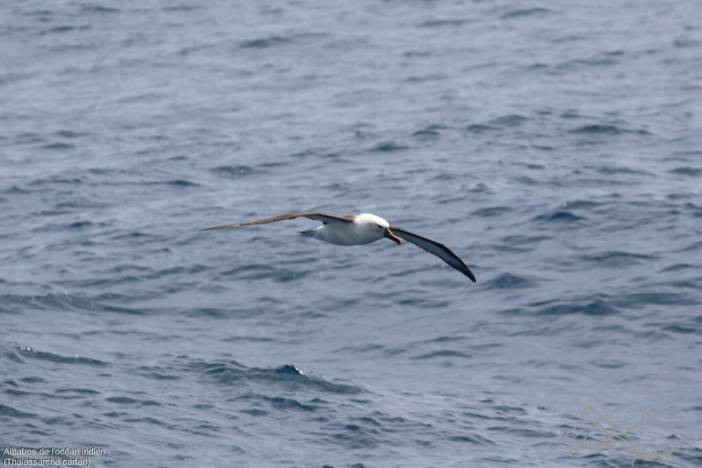 Albatros de l'océan indien