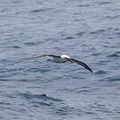 Albatros de l'océan indien