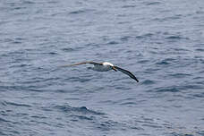 Albatros de l'océan indien