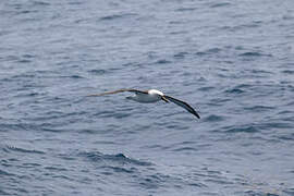 Indian Yellow-nosed Albatross