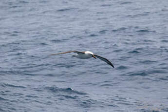 Albatros de l'océan indien