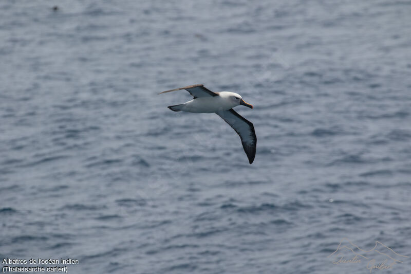 Albatros de l'océan indienadulte, identification, Vol
