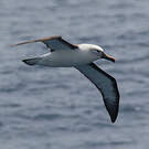 Albatros de l'océan indien