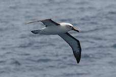 Albatros de l'océan indien