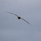 Albatros fuligineux