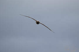 Light-mantled Albatross