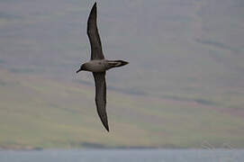 Light-mantled Albatross