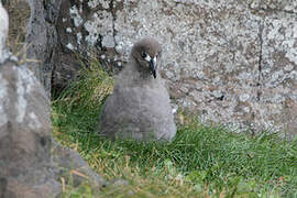 Light-mantled Albatross