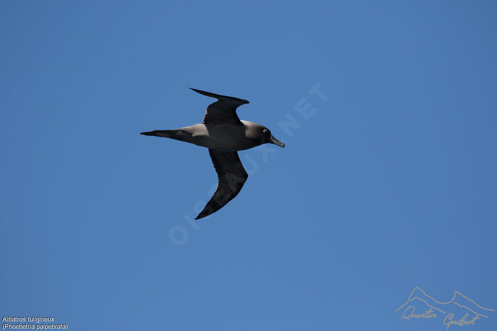 Light-mantled Albatross