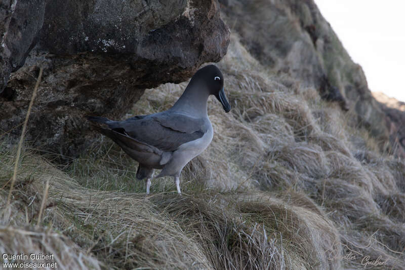 Light-mantled Albatrossadult, identification