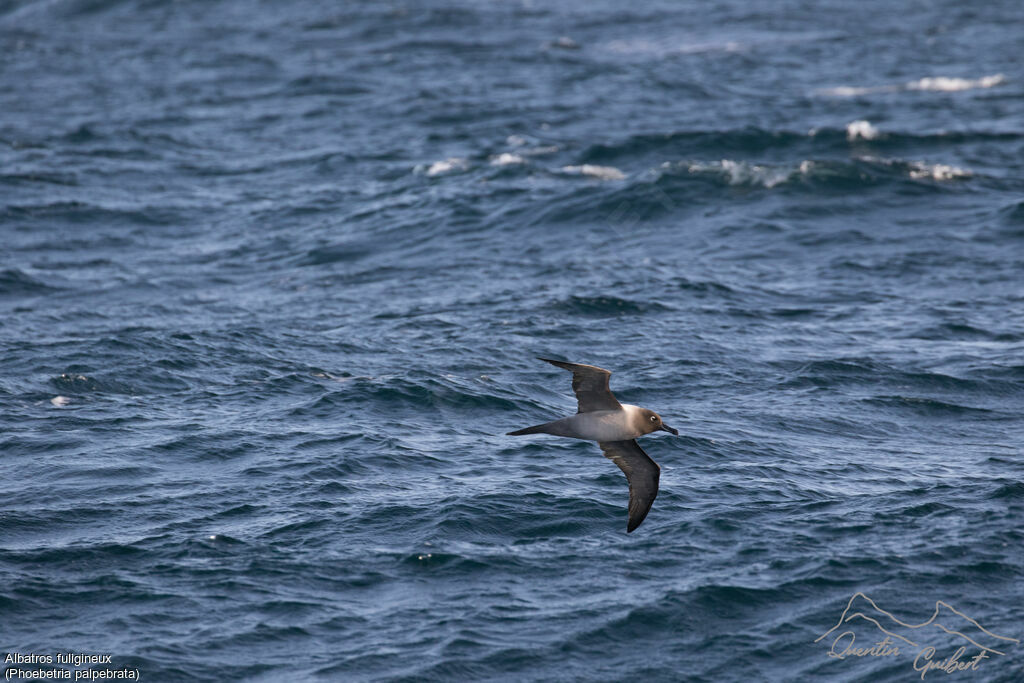 Light-mantled Albatross