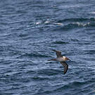 Albatros fuligineux