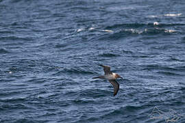 Light-mantled Albatross