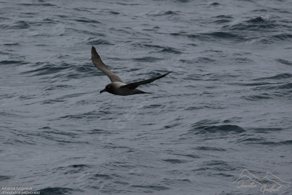 Light-mantled Albatross