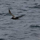 Albatros fuligineux