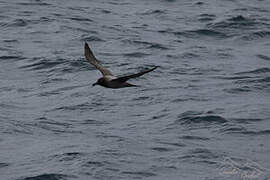 Light-mantled Albatross