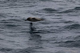 Light-mantled Albatross