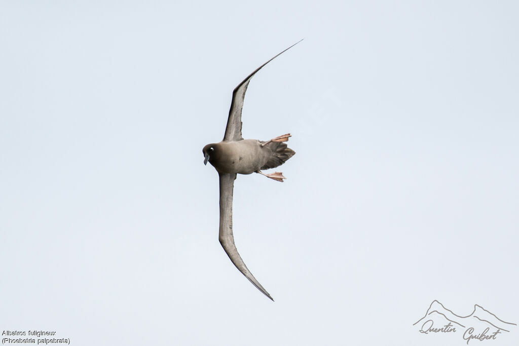 Light-mantled Albatross