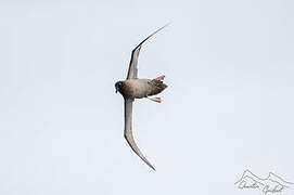 Light-mantled Albatross