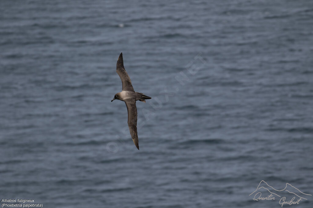 Light-mantled Albatross