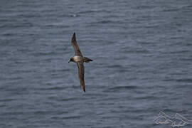 Light-mantled Albatross