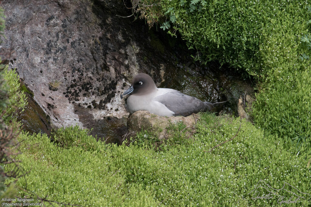 Light-mantled Albatross