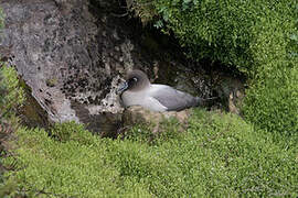 Light-mantled Albatross