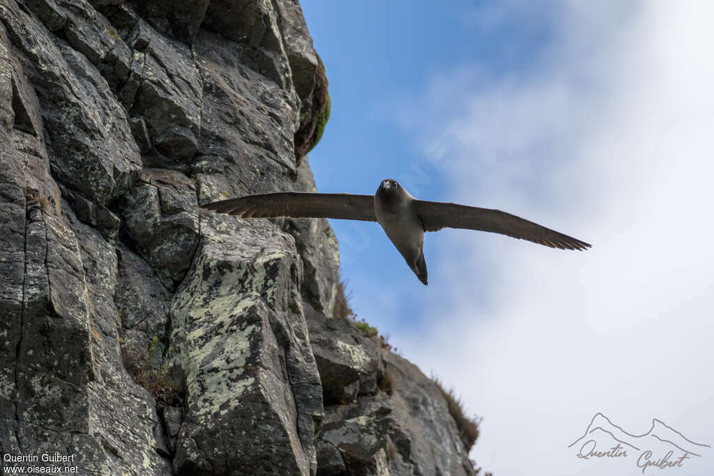 Albatros fuligineux, Vol