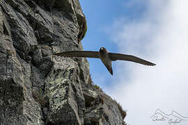 Light-mantled Albatross