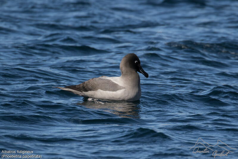 Albatros fuligineuxadulte, nage