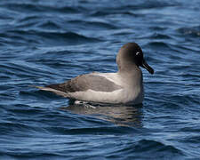 Light-mantled Albatross