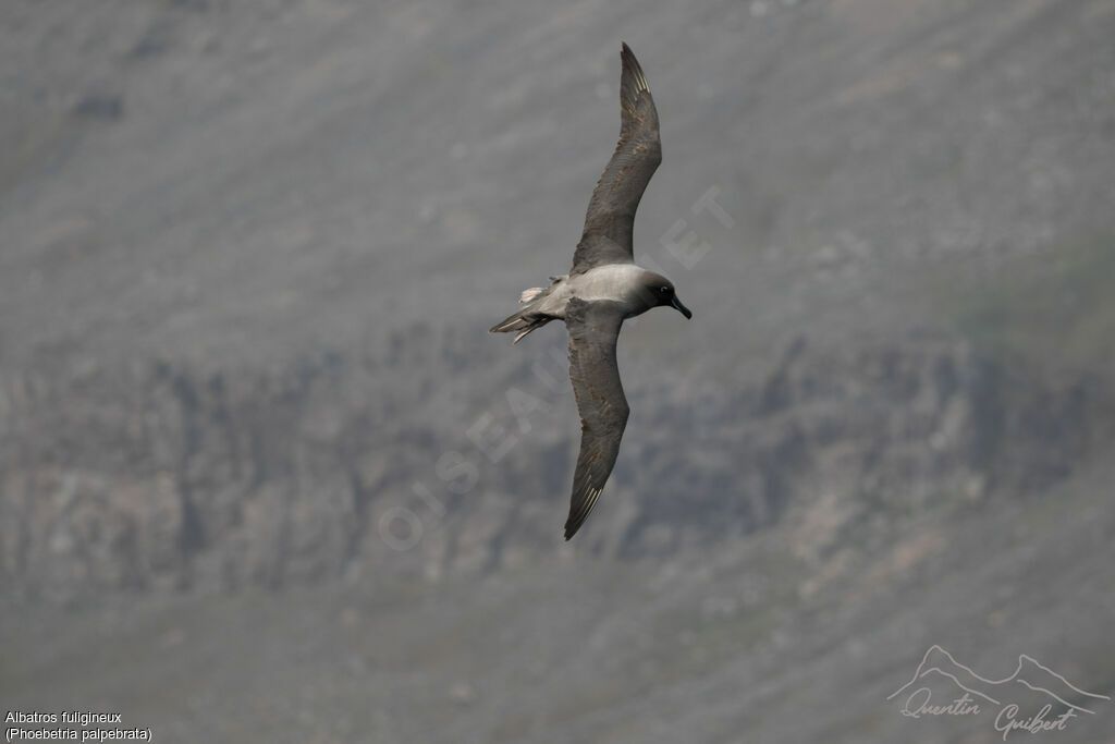 Light-mantled Albatross