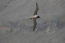 Light-mantled Albatross