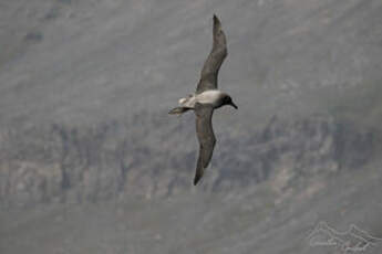 Albatros fuligineux