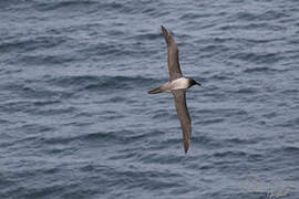 Light-mantled Albatross