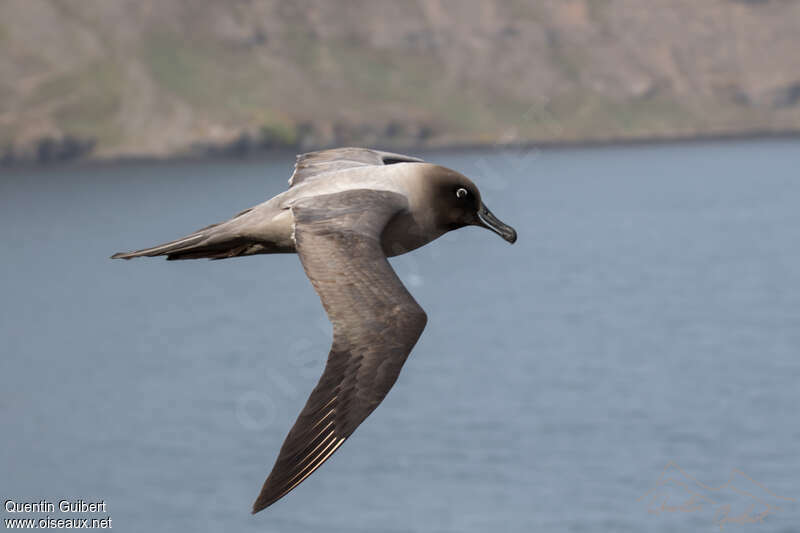 Albatros fuligineuxadulte, pigmentation, Vol