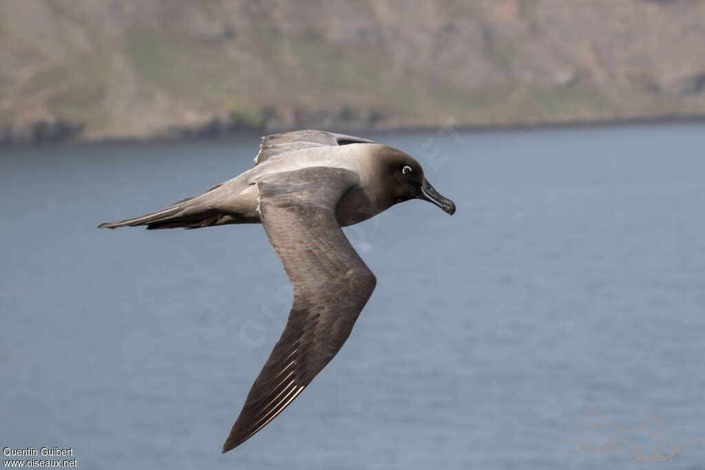 Light-mantled Albatrossadult, pigmentation, Flight